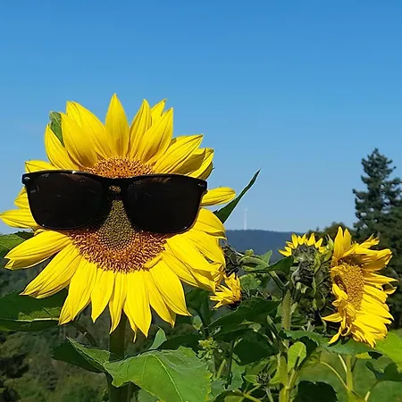 Appartamento Schwarzwaldstuebchen