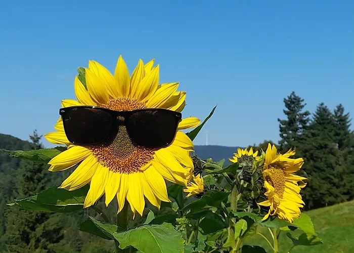 Appartamento Schwarzwaldstuebchen